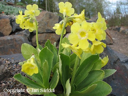 Primula auricula